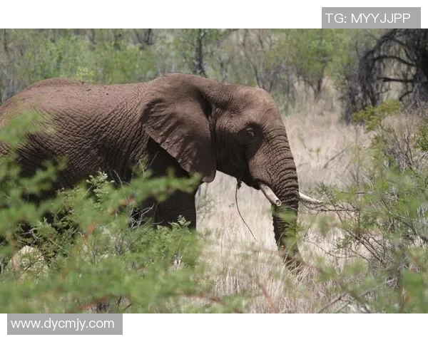 南非与纳米比亚激战正酣谁能在这场较量中脱颖而出